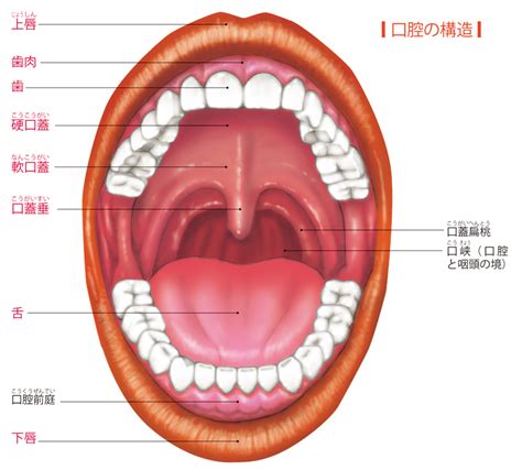 口角 場所|口腔、口の解剖：注釈付きイラスト 